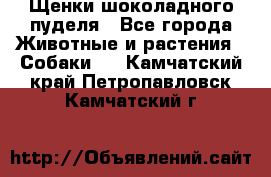 Щенки шоколадного пуделя - Все города Животные и растения » Собаки   . Камчатский край,Петропавловск-Камчатский г.